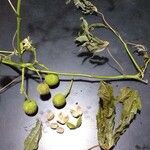 Manihot grahamii Fruit