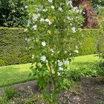 Abutilon vitifolium Vekstform