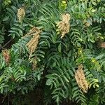 Rhus copallinum Gyümölcs