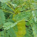 Entada chrysostachys Folha