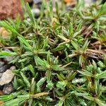 Dianthus squarrosus Leaf