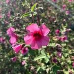 Malva unguiculata Flower
