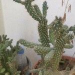 Cylindropuntia fulgida Folha