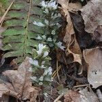 Obolaria virginica Habit