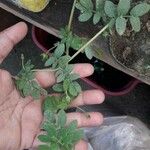 Kallstroemia maxima 葉