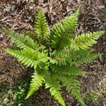 Polystichum polyblepharon Lehti