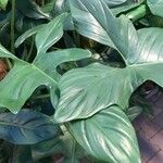 Philodendron hastatum Foglia