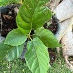 Tabebuia rosea Leht