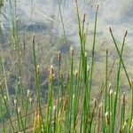 Eleocharis palustris Habit