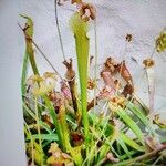 Sarracenia rubra Virág