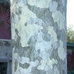 Pinus bungeana Bark