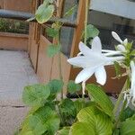 Hosta plantagineaFlor