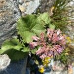 Adenostyles alpina Fula
