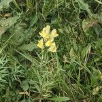 Linaria vulgarisÇiçek