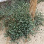 Polygonum maritimum Habitatea