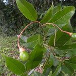 Nectandra umbrosa Fruit