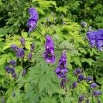 Aconitum variegatum फूल