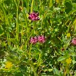 Trifolium depauperatum Fiore