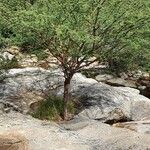 Senegalia senegal Хабит