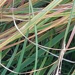 Molinia caerulea Blad