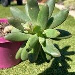 Pachyphytum kimnachii Leaf