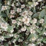 Alternanthera paronychioides Flower