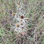 Eryngium campestreപുഷ്പം