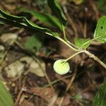 Guettarda foliacea