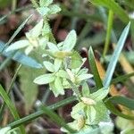 Cruciata pedemontana Leaf