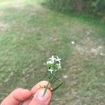 Stenaria nigricans Flower