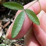 Hardenbergia comptoniana Liść