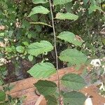 Grewia trichocarpa Hoja