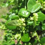 Cynanchum obtusifolium Flower