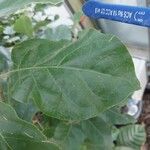 Juanulloa mexicana Hoja