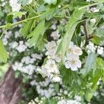 Crataegus monogynaফুল