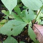 Geum canadense Blad