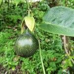 Passiflora ligularis Fruit