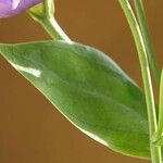 Eustoma russellianum Leaf