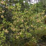 Rhododendron triflorum Habit