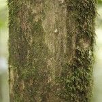 Duroia longiflora Bark