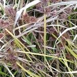 Cyperus difformis Blatt