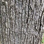 Quercus robur Kaarna