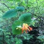 Lonicera ciliosa Flower