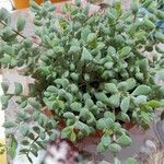 Cotyledon pendens Hoja