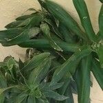 Dracaena angustifolia Deilen