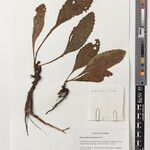 Coleus buchananii Other