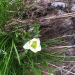 Anemone baldensis പുഷ്പം