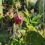 Opuntia stricta Цвят