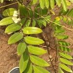 Cordyla africana Leaf