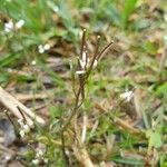 Cardamine hirsutaFeuille